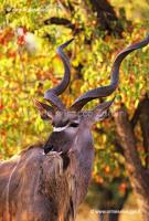 Kudu 90-17-08